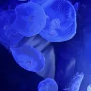 雪華の画像