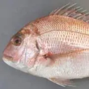 鯛