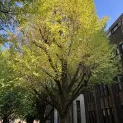 ももんがの画像