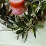 olive tree(オリーブ ツリー)の画像