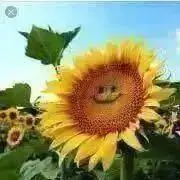 ひまわりの画像