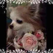 いちこ