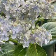 風香の画像