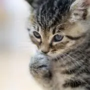 なおの画像