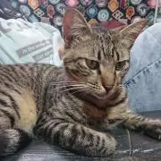 ☆キジねこ☆