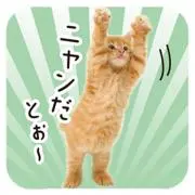 ネコネコの画像