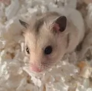 うどん・即購入可