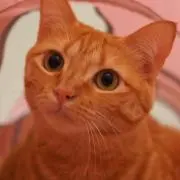 taitai