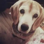 jyupi