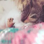 ななな