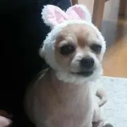 ケロケロの画像