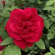 茶々丸っ子