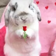 やまもん