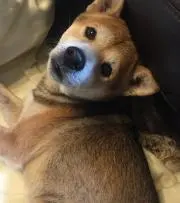 Hirobooの画像