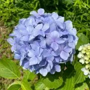 S&K11の画像