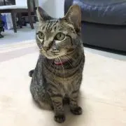 まみむ