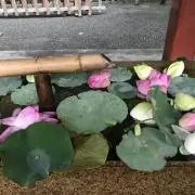 ちはるの画像
