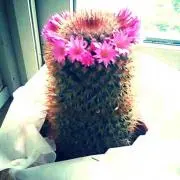 まめすけの画像