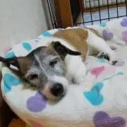 いっきの画像