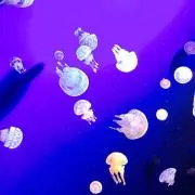 ☆ネコ派☆の画像