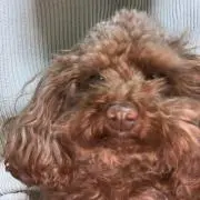 マーチン