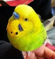 つじ。の画像