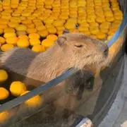 かぴこの画像