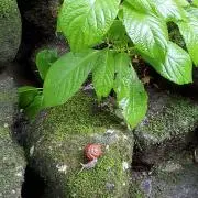 yu-yuの画像