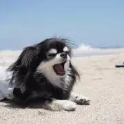 りゅう