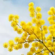 ことこと