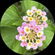 せーな☆プロフ必読の画像