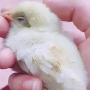 甘味