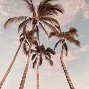 shukaの画像