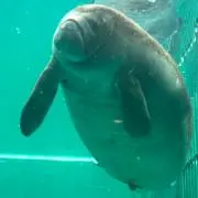 ちまの画像