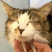 たくの画像