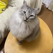 Mimiの画像