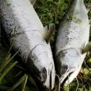 とんこの画像