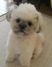 お茶茶