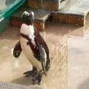マイルドカフェオーレ