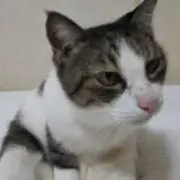 カズ