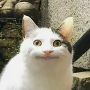 doggoの画像