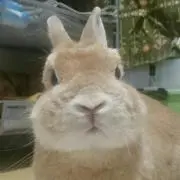 ★きなこ☆プロフご確認下さいの画像