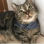 ねこやなぎ。の画像