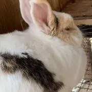 cocoaの画像
