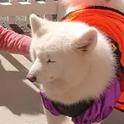 メーマの画像