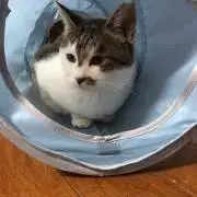 えるもっちの画像