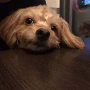 なつめの画像