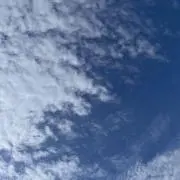 コナの画像