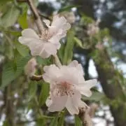 春の画像