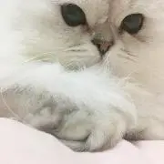 にゃん